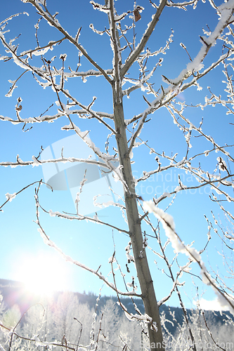 Image of Snow forest