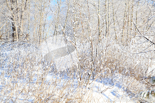 Image of Snow forest