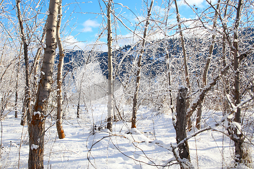 Image of Snow forest