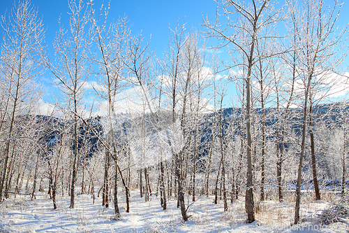 Image of Snow forest