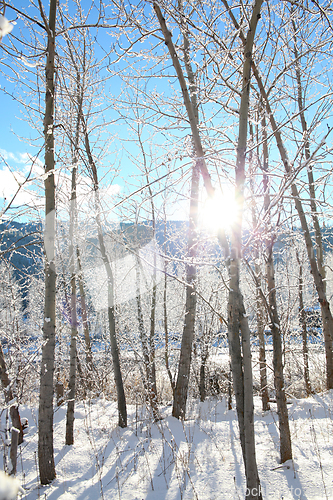 Image of Snow forest