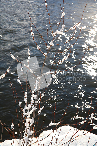 Image of Snow twigs