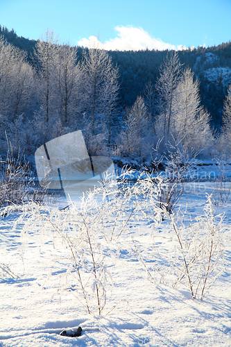 Image of Frozen plants