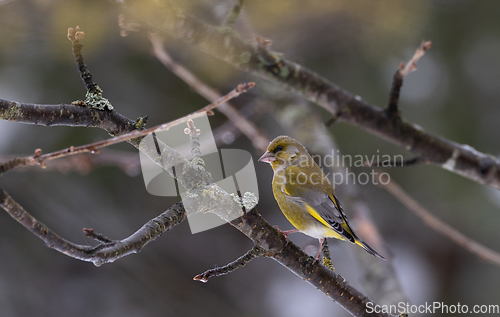 Image of European Greenfinch(Chloris chloris) male in spring