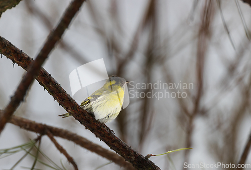 Image of Eurasian siskin (Spinus spinus) in sunlight