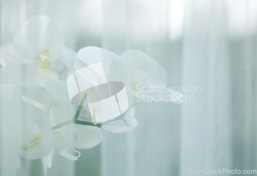 Image of blooming orchid behind a white curtain