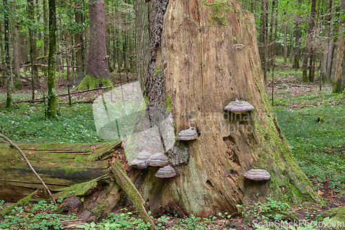 Image of Group of Polypore fungi in fall