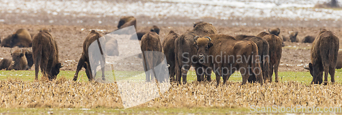Image of European Bison herd grazing in field