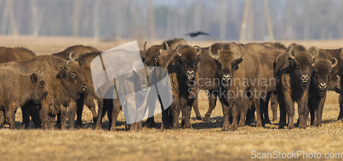 Image of European bison grazing in sunny day
