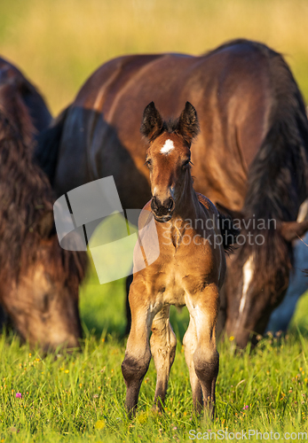Image of Horses grazing in pasture