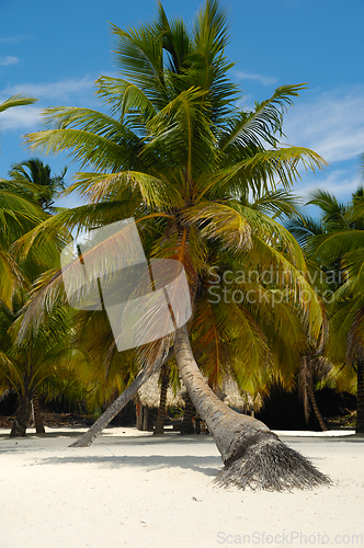 Image of Tropical beach. The Dominican Republic, Saona Island