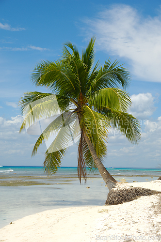 Image of Tropical beach. The Dominican Republic, Saona Island