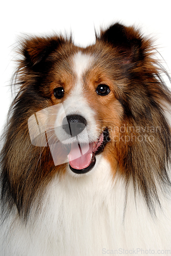 Image of Happy shetland sheepdog taken on at clean white background