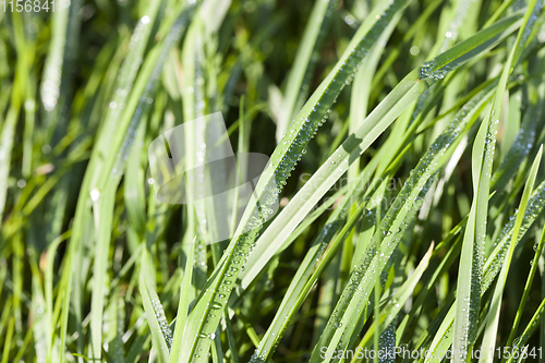 Image of sun-lit grass