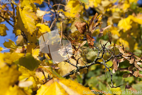 Image of thin dry maple seeds