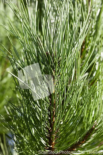 Image of needles of pine