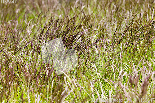 Image of ears of weeds