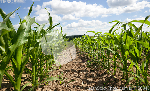 Image of dirty foliage of green corn