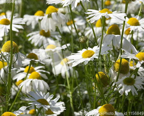 Image of white daisies