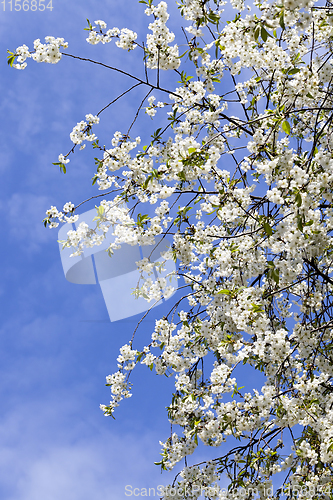 Image of white flowers