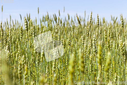 Image of green ears of wheat