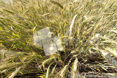 Image of rye ears