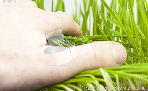 Image of green young wheat