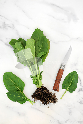 Image of Highly Nutritional Organic Spinach Plant 