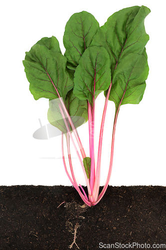 Image of Ruby Red Swiss Chard Cross Section Growing in Soil