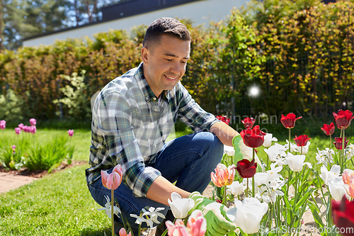 Image of middle-aged man taking care of flowers at garden