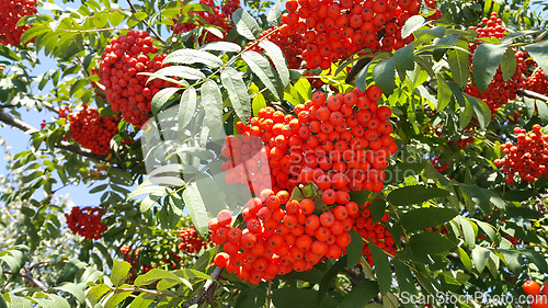 Image of Branches of mountain ash with berries 