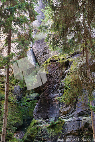 Image of Rocks and trees, Bohemian Paradise (Cesky Raj), Czech Republic