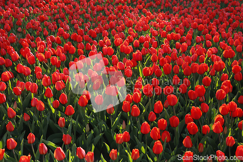 Image of Beautiful red tulips, bright nature background