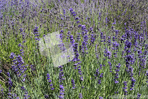 Image of Beautiful blooming lavender in summer