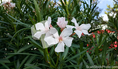 Image of Oleander Bush With Bright White Flowers