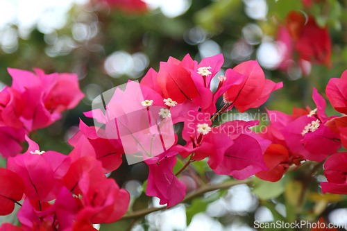 Image of Beautiful bright flowers of bougainvillea