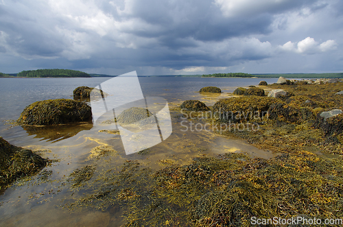 Image of Coast of the White sea in Karelia, Russia