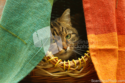 Image of Cute cat watching from her hiding place