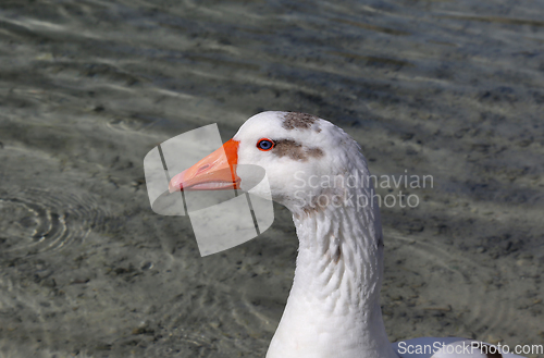 Image of Cute goose with blue eyes and orange beak in profile