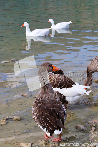 Image of Cute geese on a lake background