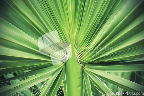 Image of Green tropical palm leaf texture