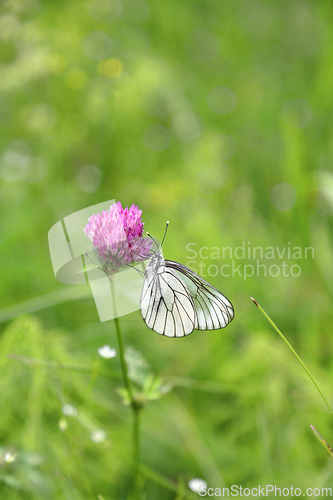 Image of Beautiful butterfly on a pink clover