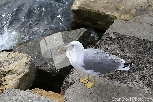 Image of Seagull standing on the sea shore