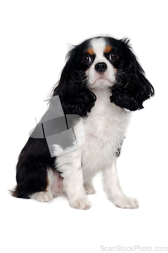 Image of Sad Cavalier King Charles Spaniel dog