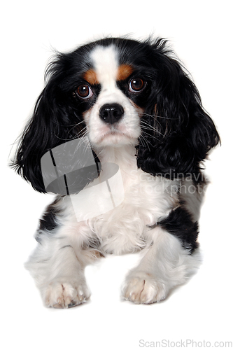 Image of Sad Cavalier King Charles Spaniel dog resting