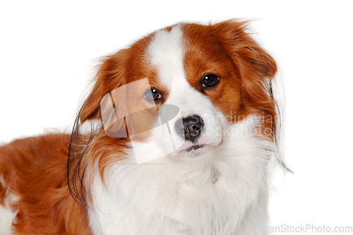 Image of Sad Kooiker dog