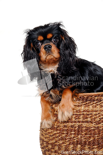 Image of Sad Cavalier King Charles Spaniel dog in a basket 