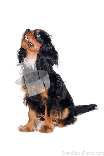 Image of Happy Cavalier King Charles Spaniel dog