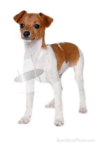 Image of Happy Jack Russell-terrier dog