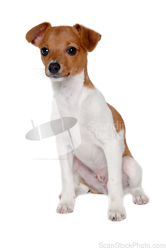 Image of Happy Jack Russell-terrier dog